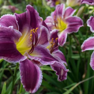 15 Assorted Daylillies - 5 Plants Each - Red, Orange and Yellow