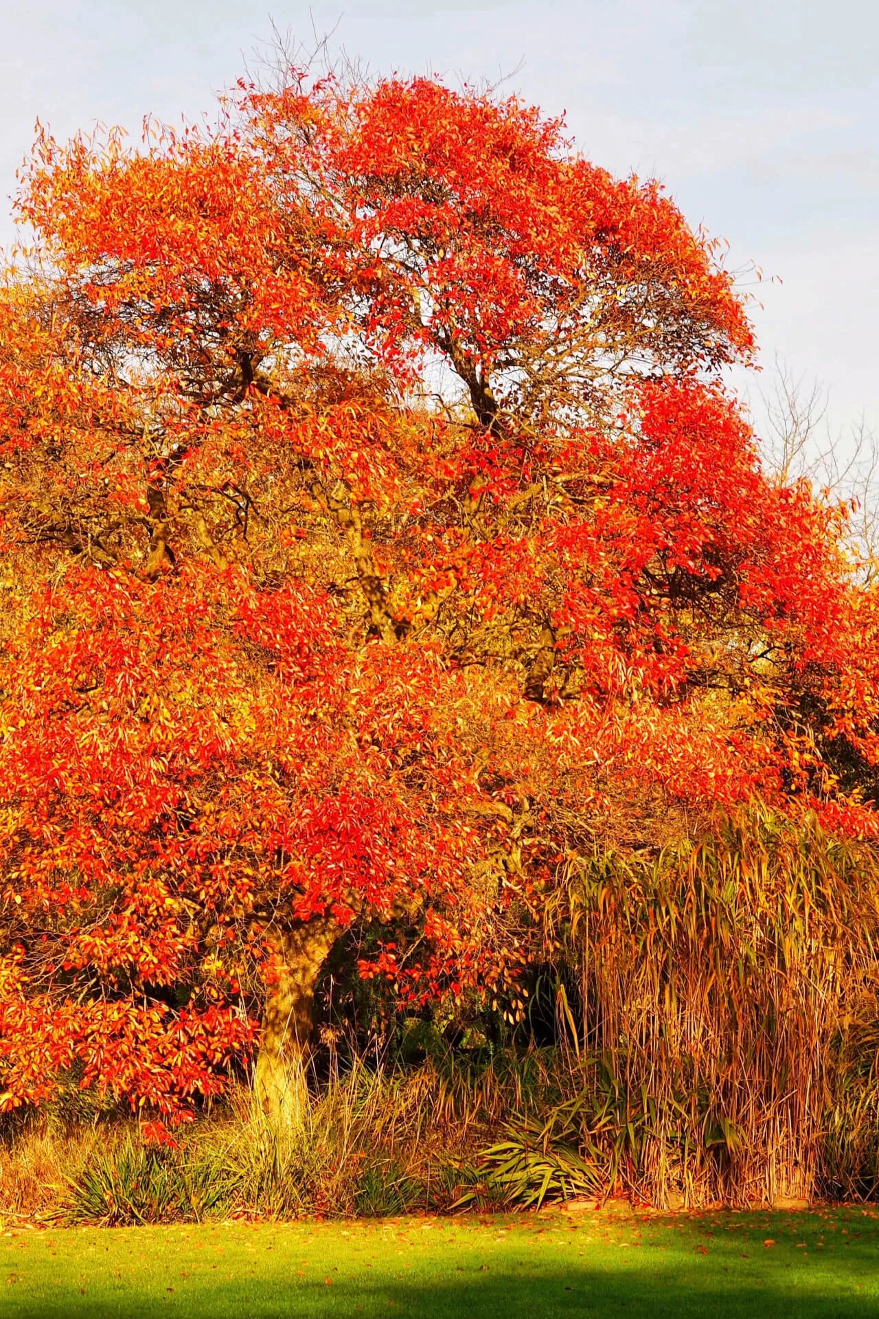 Black Gum - Tupelo Tree