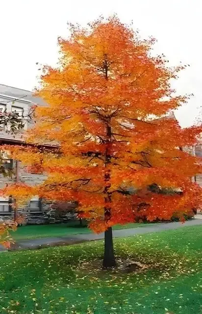 Black Gum - Tupelo Tree