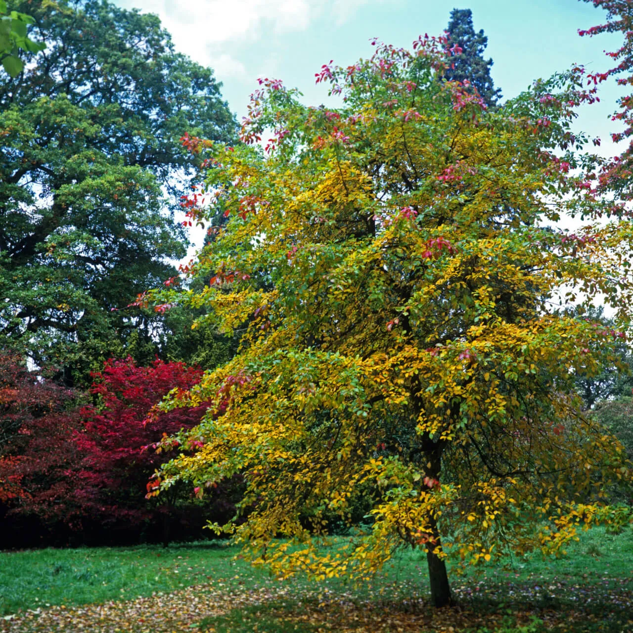 Black Gum - Tupelo Tree