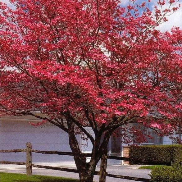 Flowering Dogwood Trees