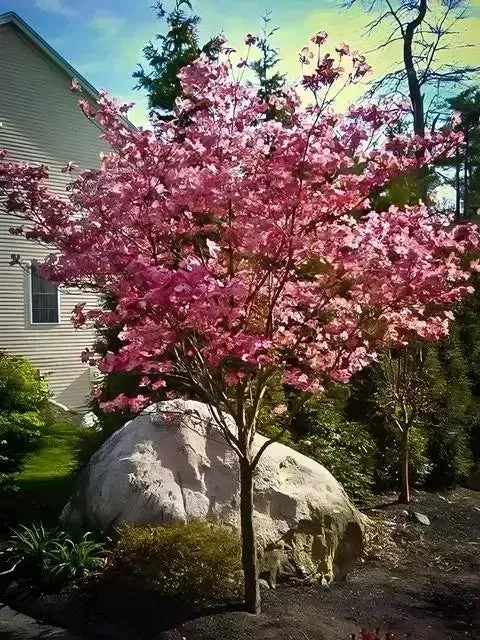 Flowering Dogwood Trees