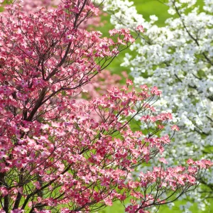 Flowering Dogwood Trees