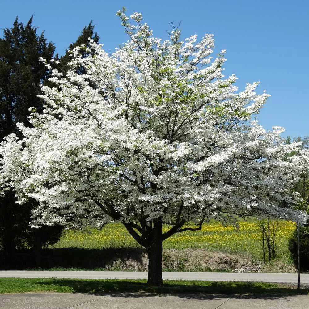 Flowering Dogwood Trees