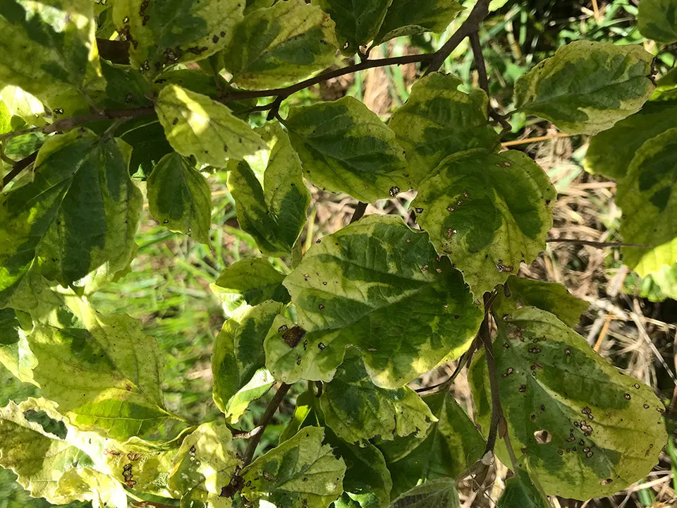 Hamamelis virginiana, 'Green Thumb' SPRING 2025 PRE-ORDER