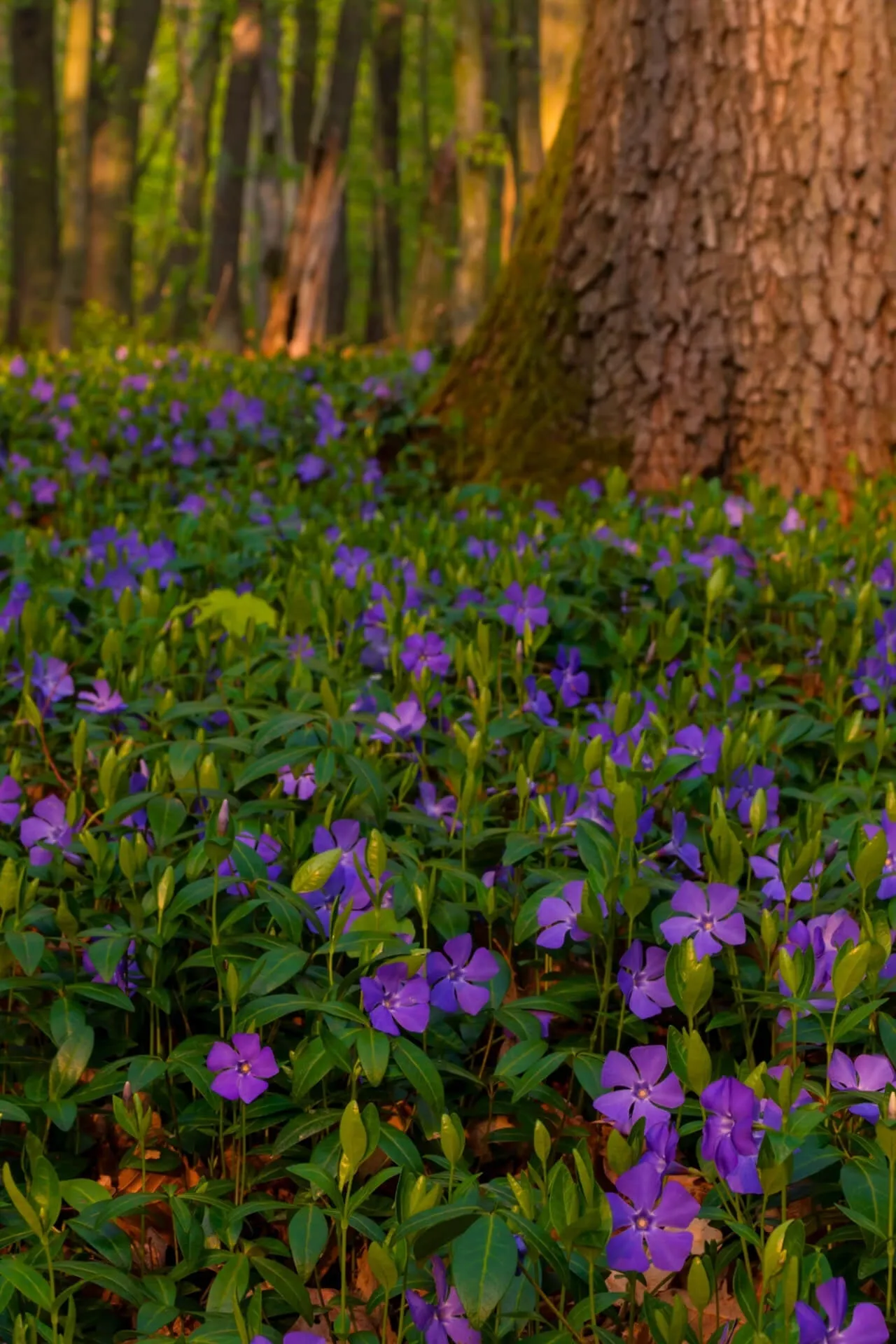 Periwinkle Plant