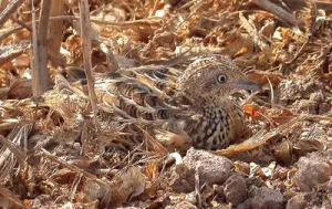 TT Button Quail