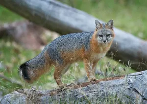 TT Grey Fox Fight